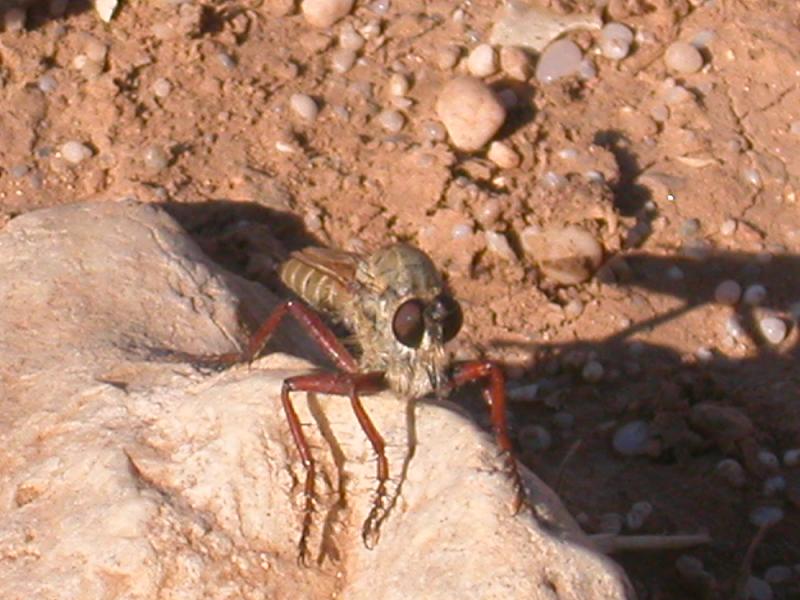 Asilidae: Machimus sp.